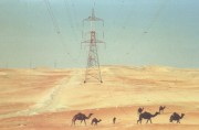 Camels near powerline